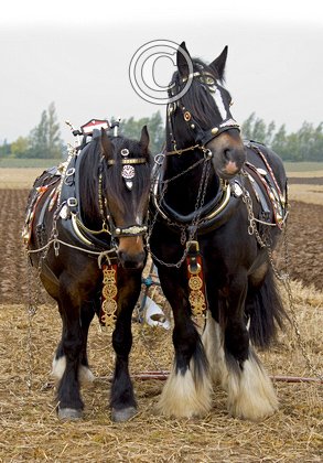Heavy Horses DM1213
